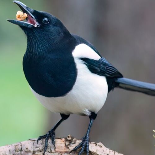 MGM kündigt Open Source für Low Code-Plattform A12 an