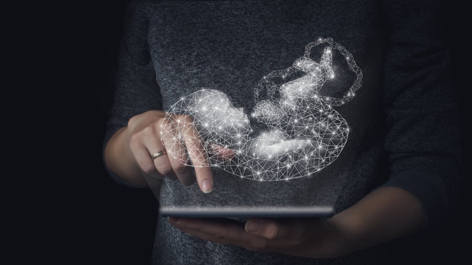 Spanische Forscher halten Gebärmutter 24 Stunden am Leben