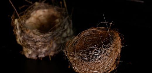 Bird Nests Made of Fiber Optic Cables at the War Museum