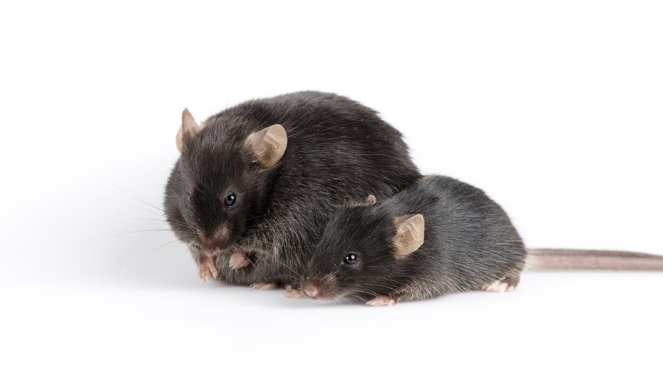 Neue CRISPR-Methode ermöglicht Geschlechtsumkehr bei Mäusen