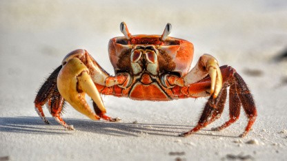 Openclaw 2.0: Neue Funktionen und verbesserte Zusammenarbeit
